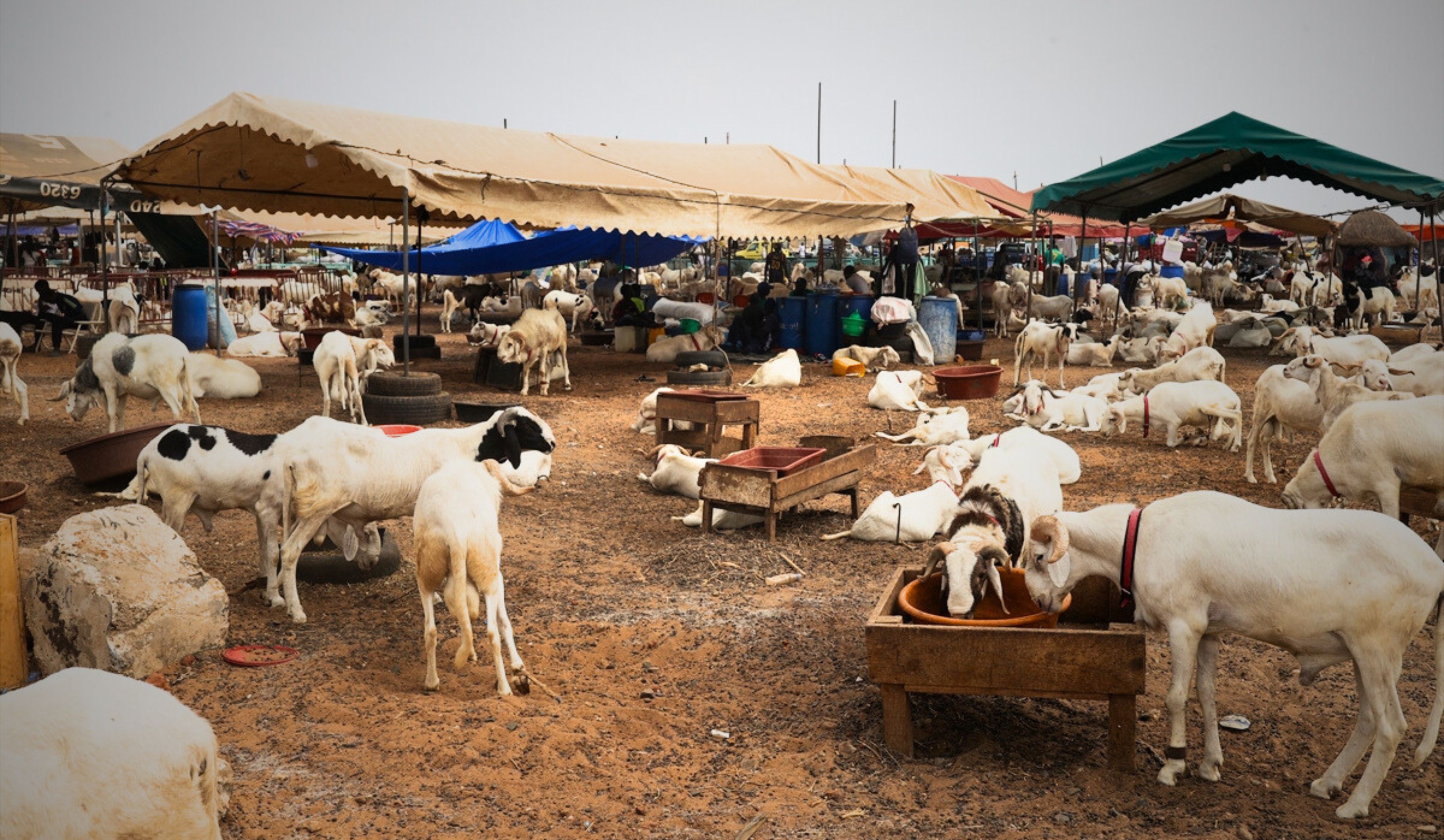 Senegal'de Kurban Bayramı