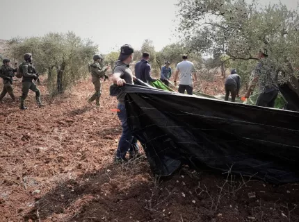 Filistin'de Direnişin Diğer Adı Zeytin Ağaçları