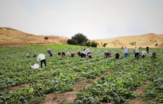 Ankara’nın Coğrafi İşaretli Çubuk Turşusu İçin Hasat Sezonu Başladı