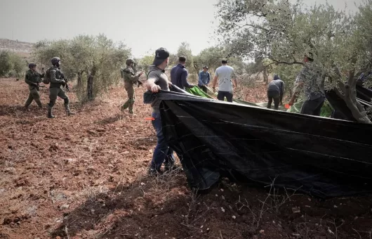 Filistin'de Direnişin Diğer Adı Zeytin Ağaçları