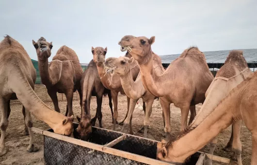 Umman'da Deve Kültürü Geleneksel Mirasın Canlı Temsilcileri